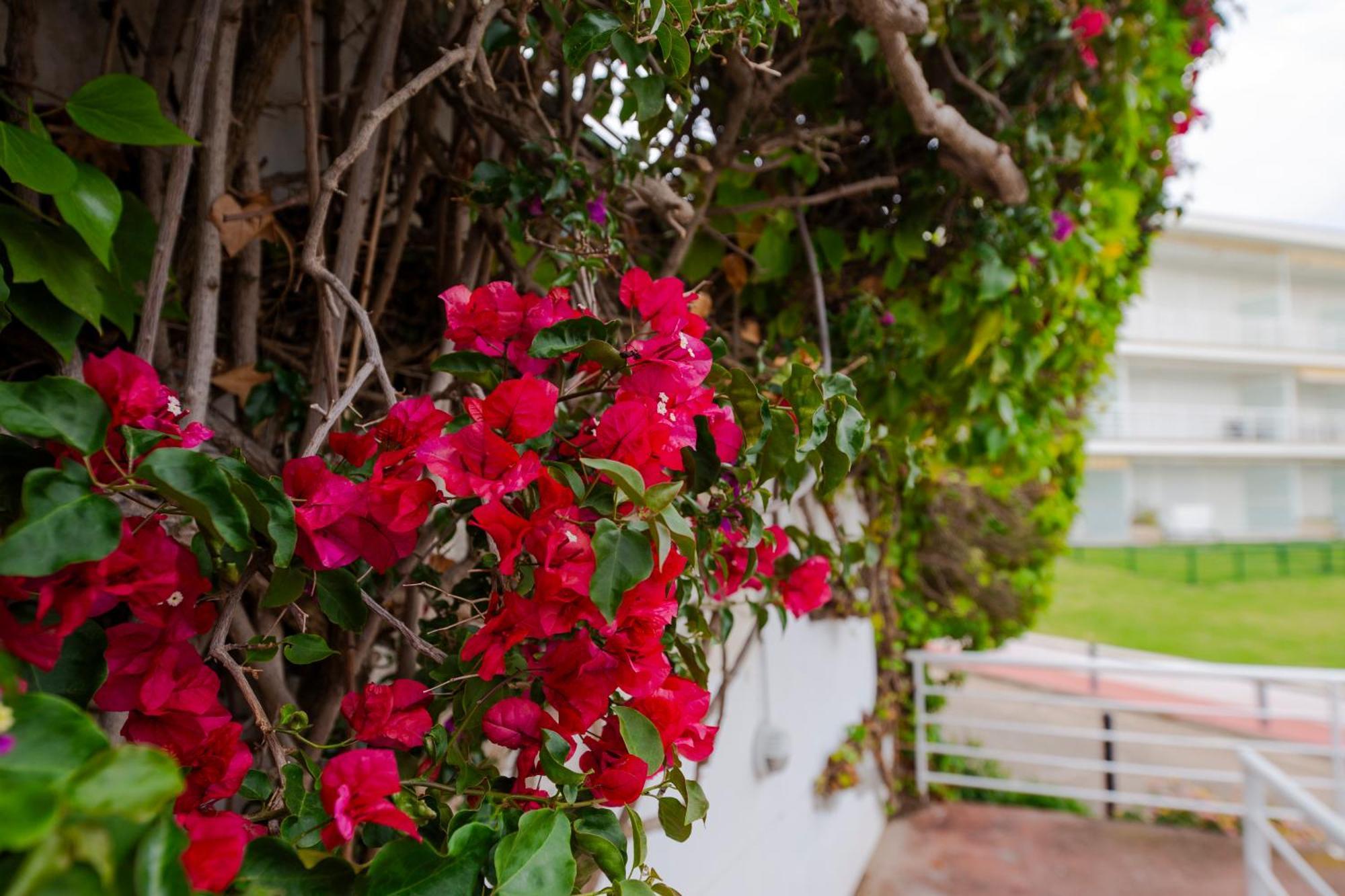 Apartamento Almadraba Roses Exterior foto